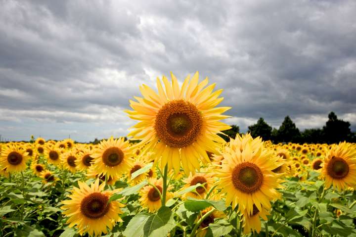 Tournesols