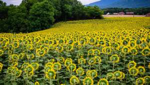 Champ de tournesols