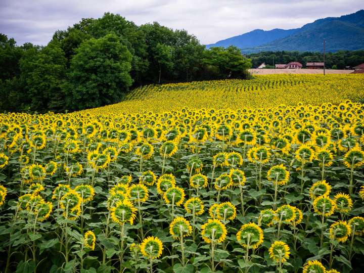 Champ de tournesols