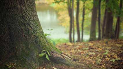 Du comportement des plantes