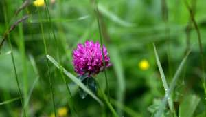 Trifolium pratense