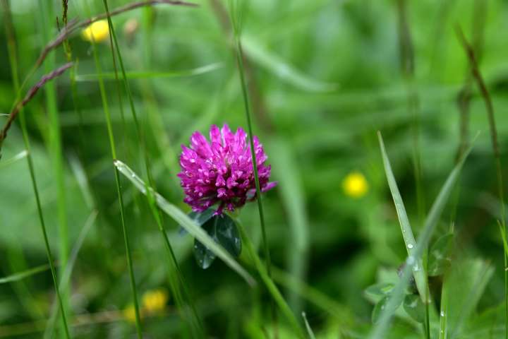 Trifolium pratense