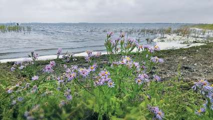 Cueillir et déguster l'aster maritime