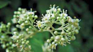 La vigne du tonnerre divin (Tripterygium wilfordii), efficace pour diminuer les douleurs de la polyarthrite