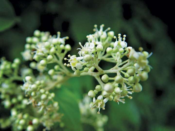 La vigne du tonnerre divin (Tripterygium wilfordii), efficace pour diminuer les douleurs de la polyarthrite