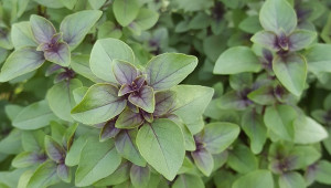 Glaçons de tulsi 