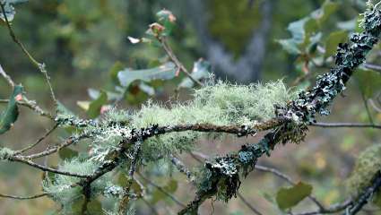 Voyage thérapeutique  parmi les lichens