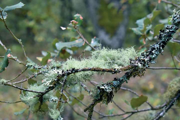 Voyage thérapeutique  parmi les lichens