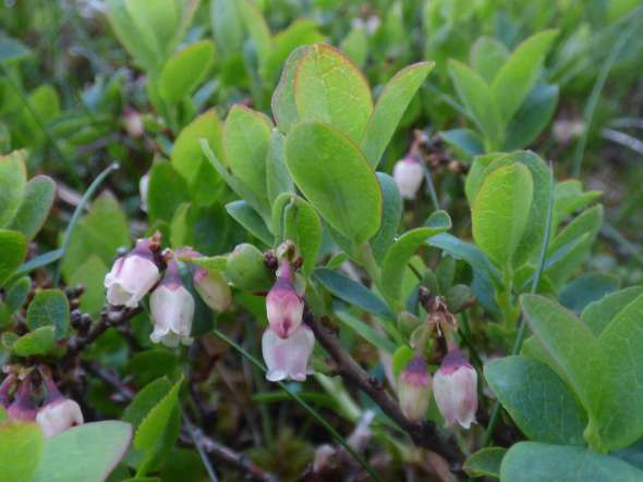 Myrtille des marais (Vaccinium uliginosum)