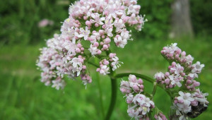 La valériane, un anti-stress