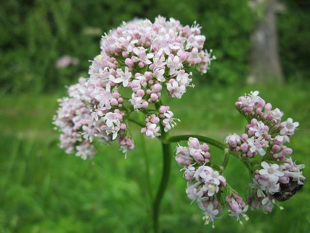 Valerian - The plant that fights stress - Plants and Health