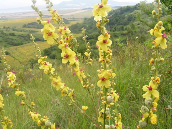 Verbascum blattaria