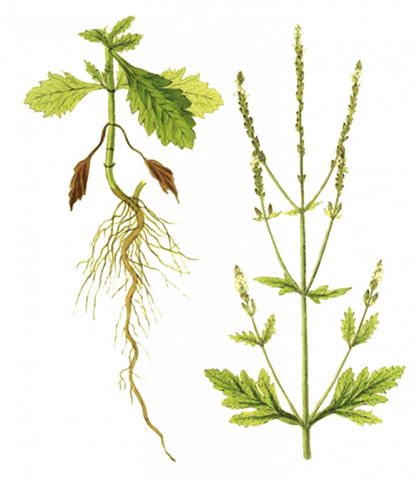 Verveine (verbena officinalis)