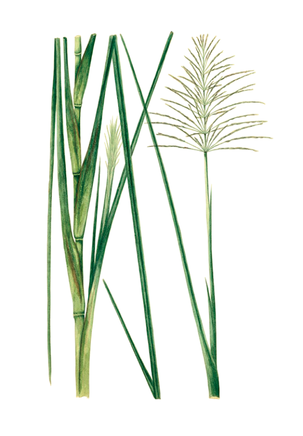 Vétiver (Vetiveria zizanoides)