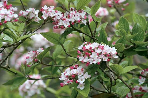 Viorne de Carle (Viburnum carlesii)