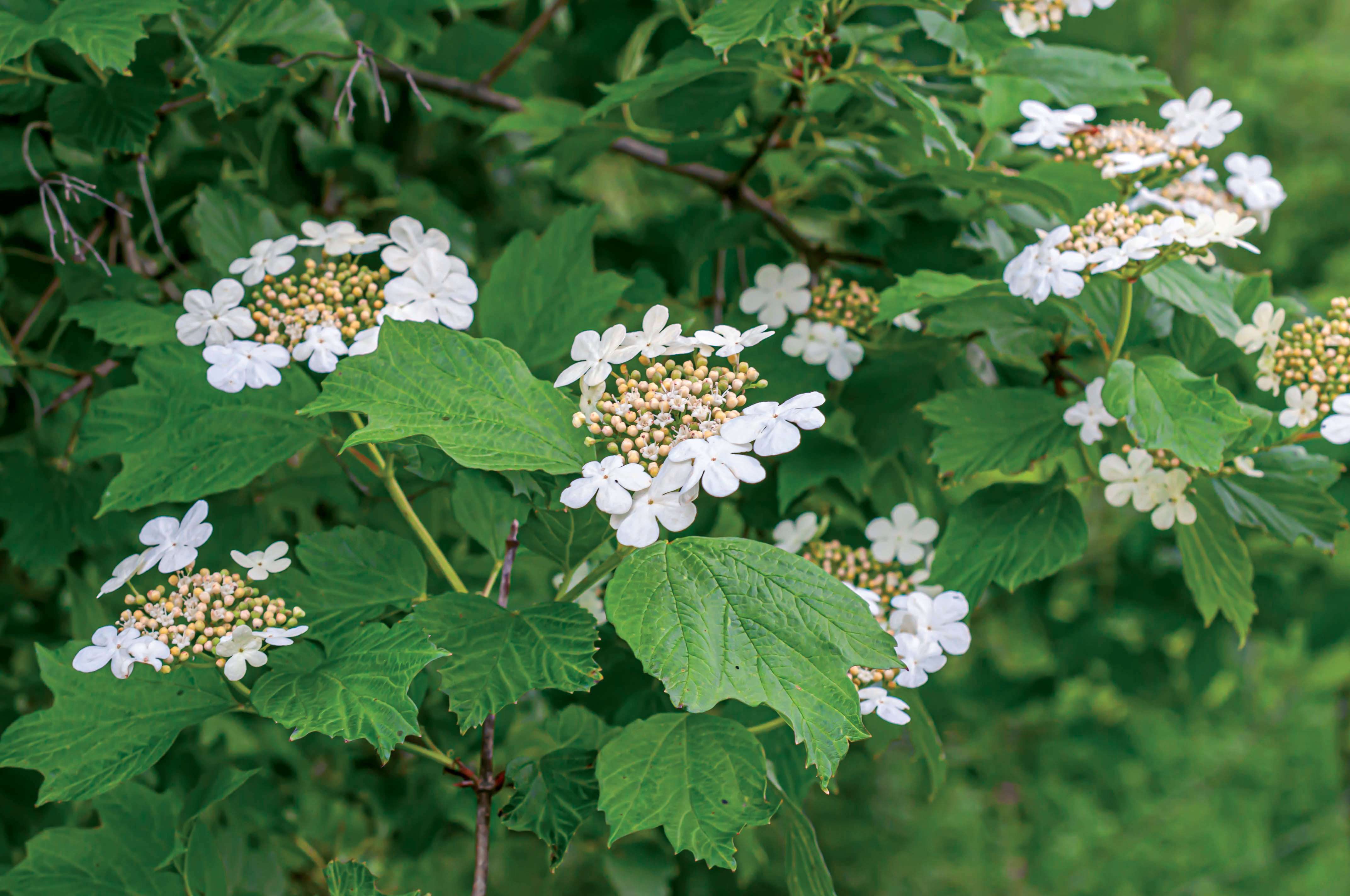 La viorne obier (Viburnum opulus) Cueillette et recette Plantes et Santé