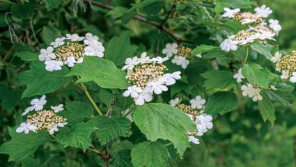 La viorne obier (Viburnum opulus)