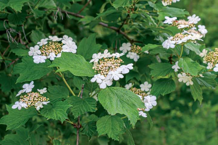 La viorne obier (Viburnum opulus)