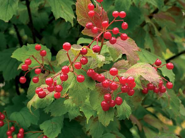 Viorne obier (viburnum opulus)