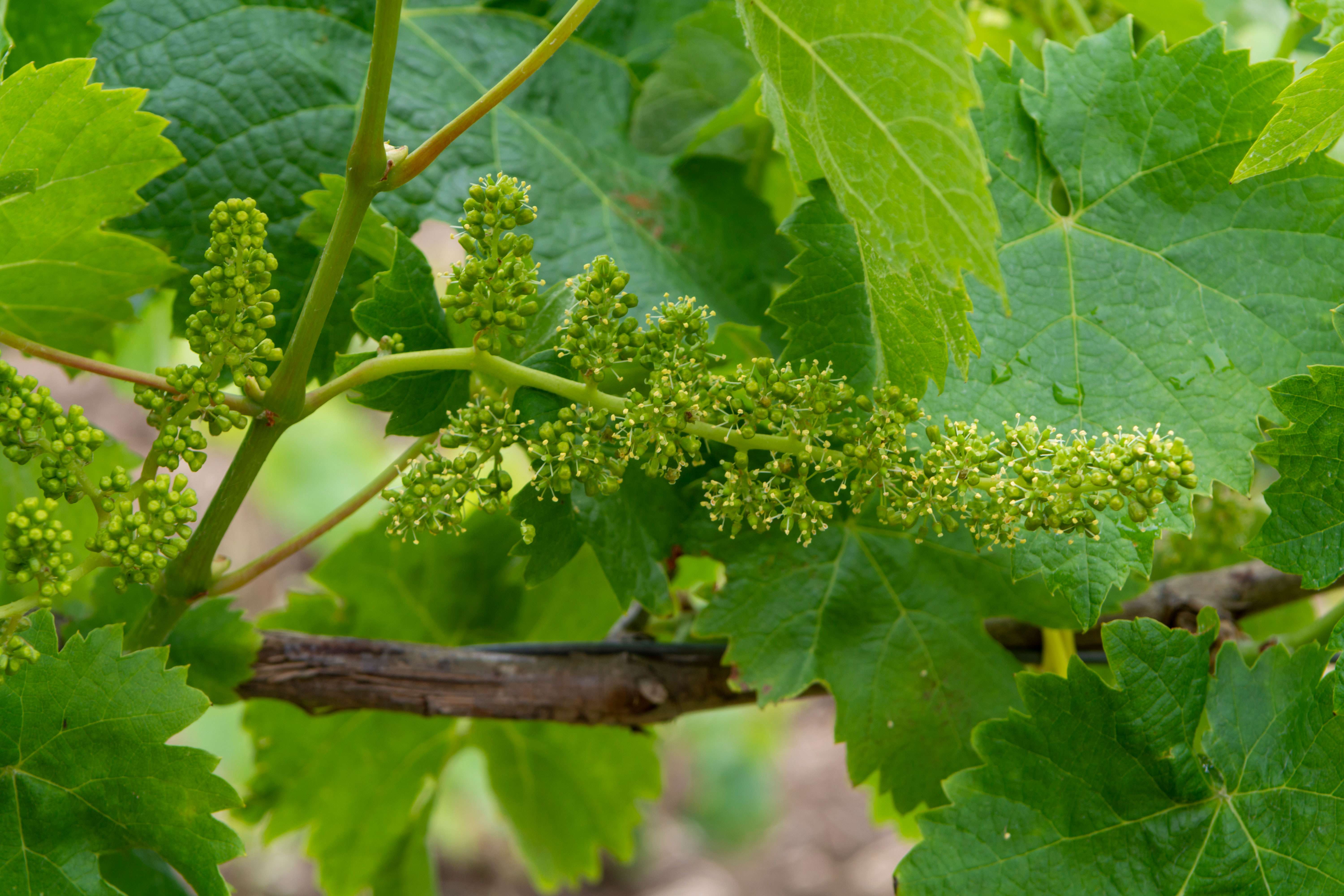 Pied De Vigne En 3 Lettres Comment la vigne cultivée est devenue hermaphrodite- Plantes et Santé