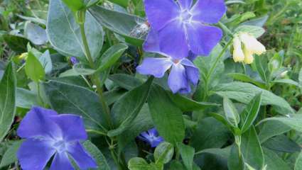 Vinca minor