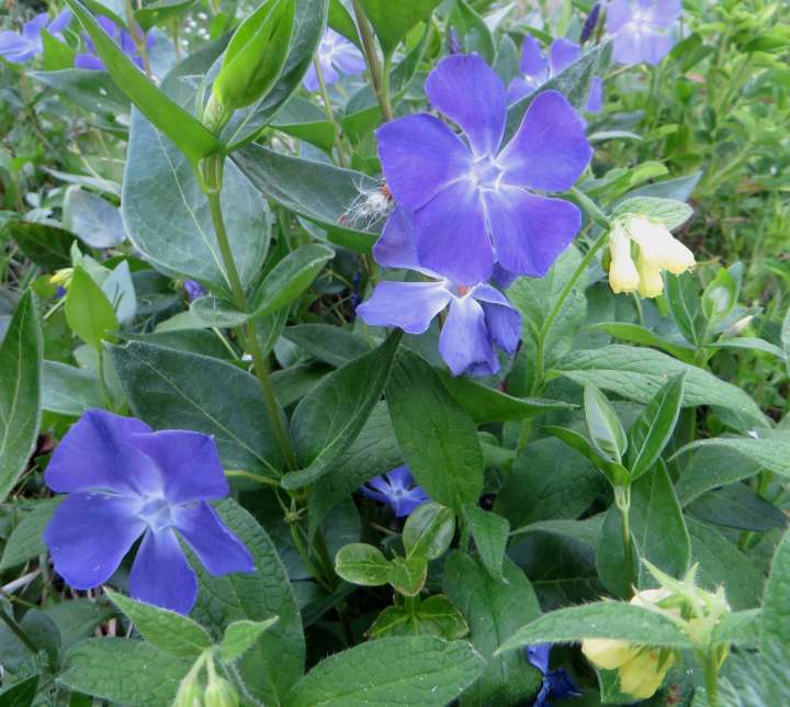 Vinca minor