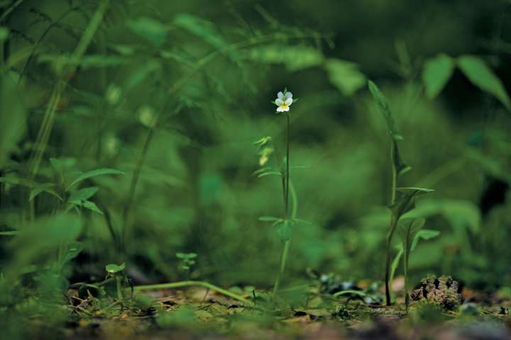 (Viola avensis) Faute de pollinisateurs, les fleurs se tournent vers l'autofécondation