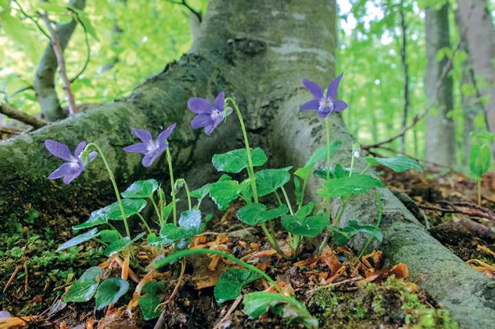 Du sirop de violette pour les femmes ménopausées