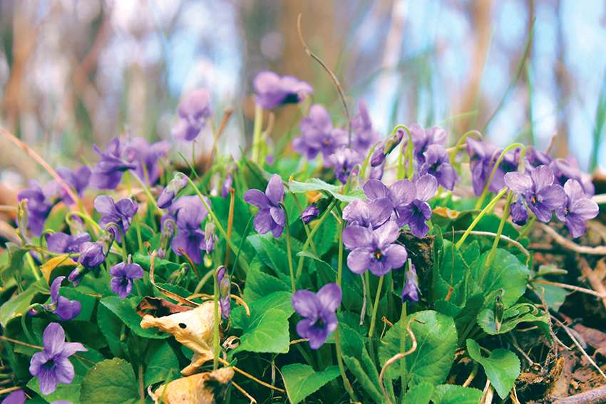 La violette, fleur adoucissante- Plantes et Santé
