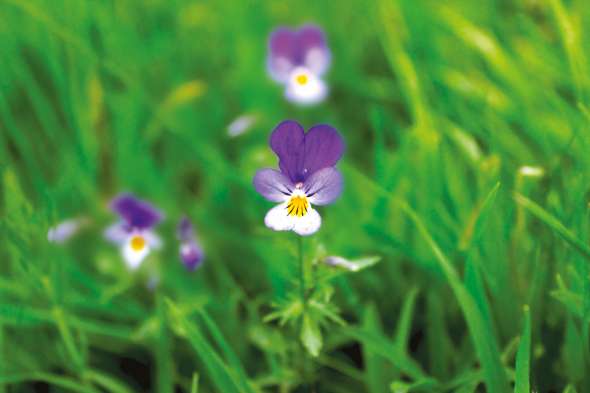 Pensée sauvage, Viola tricolor