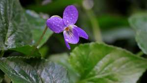 Violette (Viola odorata)