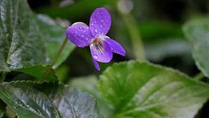 Violette (Viola odorata)