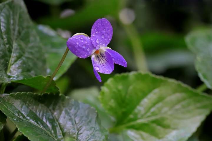 Violette (Viola odorata)