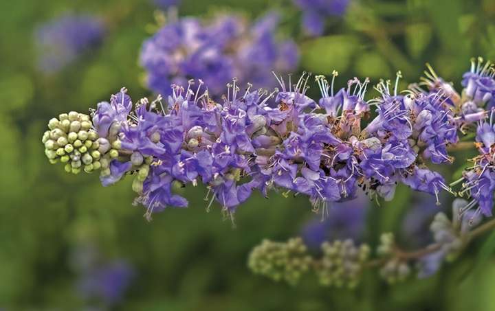 Fibromes utérins,  freiner leur évolution avec l'aromathérapie