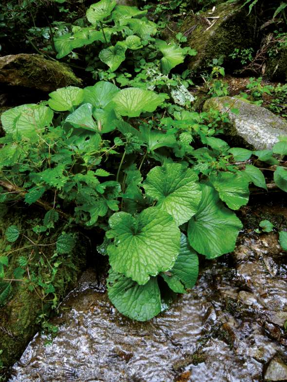 3 plantes à faire pousser Yakumi épice japonais