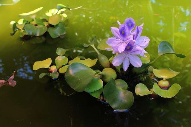 Au Bénin, la jacinthe d'eau devient ressource- Plantes et Santé