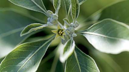 L'ashwagandha pour réduire votre stress