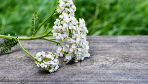 Achillée millefeuille