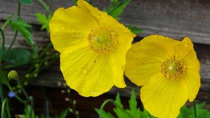 Pavot du Népal (Meconopsis autumnalis)