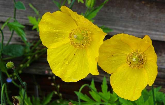 Pavot du Népal (Meconopsis autumnalis)