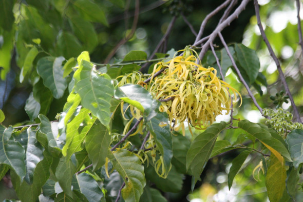 Ylang Ylang