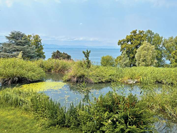 Les Jardins de l'eau du Pré curieux : Les trésors des zones humides du Léman